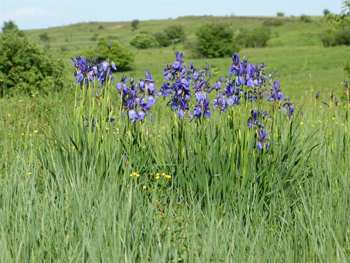 2022_May_Iris sibirica